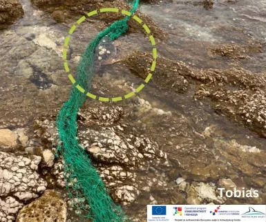 glavata zelva silba3