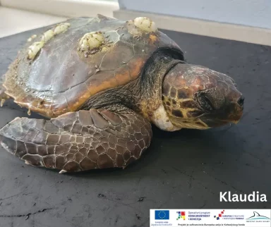 glavata zelva silba4