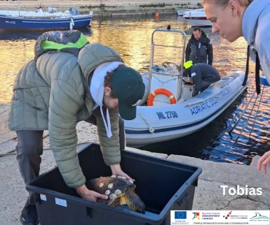 glavata zelva silba8