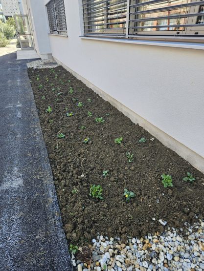 sadnja macuhica ppvs stanka ozanica1