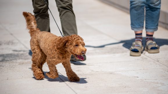 spica-FOTO-Linda-Vidovic (22)