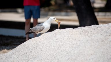 spica-galeb-FOTO-Linda-Vidovic-18