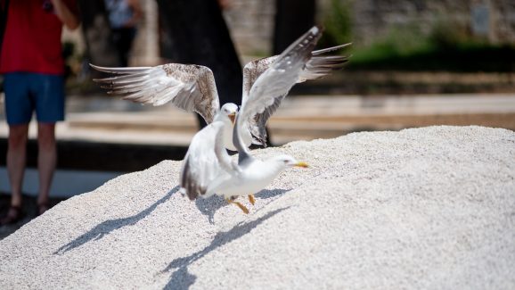 spica-galeb-FOTO-Linda-Vidovic-19