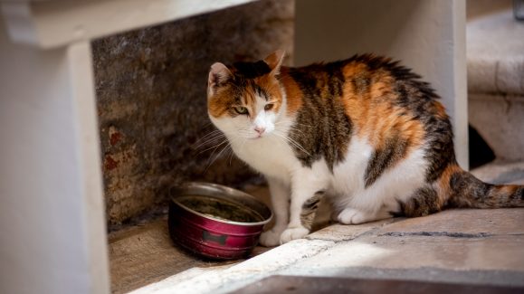 spica-macka-FOTO-Linda-Vidovic-21