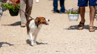 benkovacki-sajam-FOTO-Linda-Vidovic-17