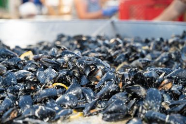 privlaka noć ribara i sabunjara 58