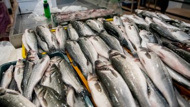 ribarnica-foto-dir-FOTO-Linda-Vidovic-11-7-2024-10