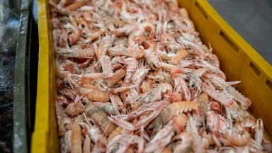 ribarnica-foto-dir-FOTO-Linda-Vidovic-11-7-2024-12