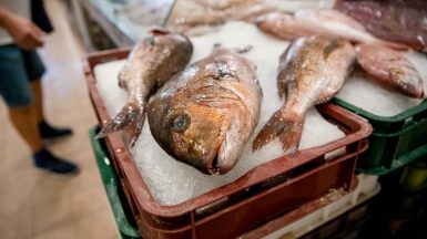 ribarnica-foto-dir-FOTO-Linda-Vidovic-11-7-2024-23