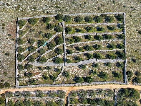 Boris-Kacan-Maslinik-kraj-Sali