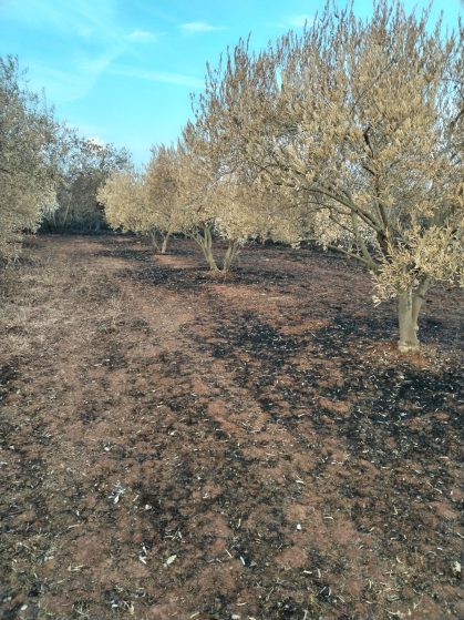 IMG-20240808-WA0003 (1)