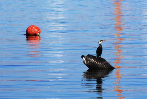 Ivana_Skoblar_U_ritmu_valova