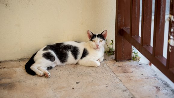 dir-gradom-FOTO-Linda-Vidovic-20-8-51