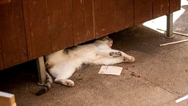 dir-gradom-FOTO-Linda-Vidovic-20-8-54