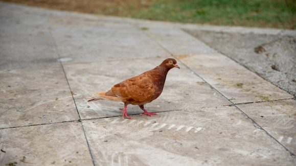 dir-gradom-FOTO-Linda-Vidovic-20-8-8