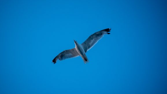 pozdrav-suncu-FOTO-Linda-Vidovic-7-8-2024-14