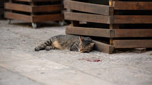 spica-FOTO-Linda-Vidovic-16-8-24