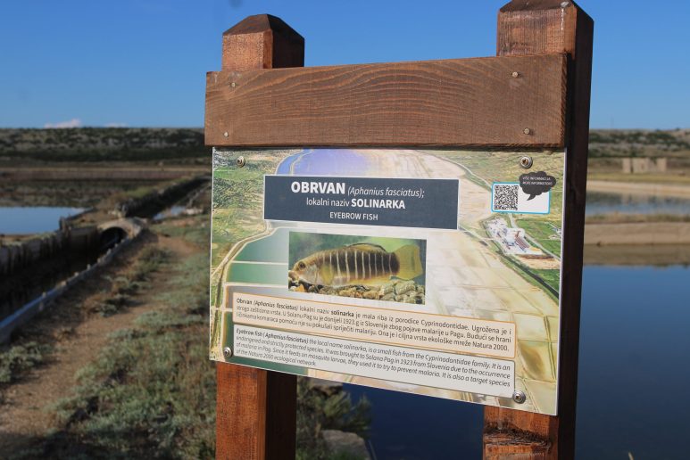 Misec paške soli-FOTO-Mia-Mrkic22