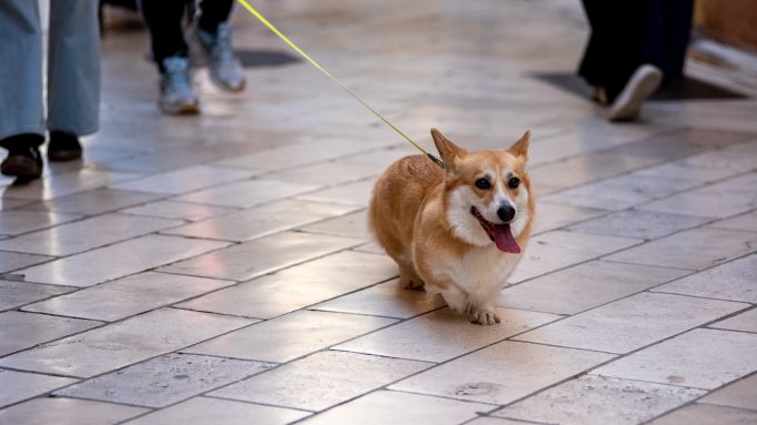 spica-FOTO-Linda-Vidovic-14-9-64