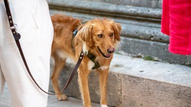 spica-FOTO-Linda-Vidovic-3-9-11