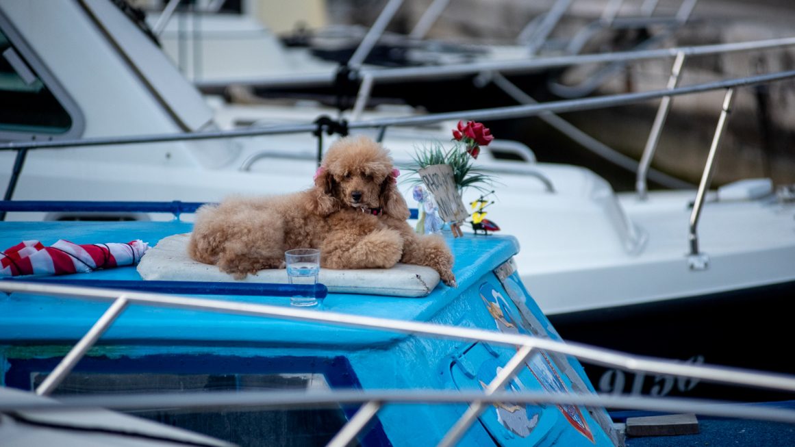 foto-dir-kolovare-FOTO-Linda-Vidovic-31-10-2