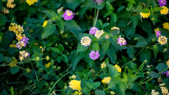 foto-dir-kolovare-FOTO-Linda-Vidovic-31-10-5