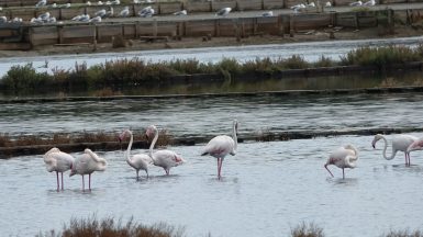 nin plamenac 3 Plamenci Flamingosi M. Dejanović 4. 10. 2024 (17)