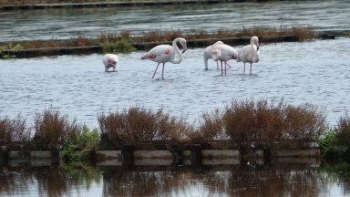 nin plamenac 4 Plamenci Flamingosi M. Dejanović 4. 10. 2024 (19)