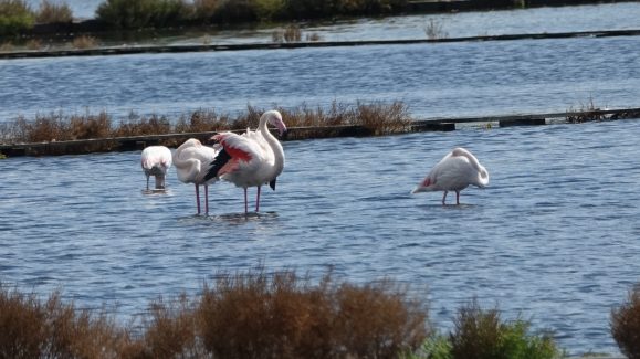 nin plamenac 6 Plamenci Flamingosi M. Dejanović 4. 10. 2024 (21)