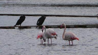 nin plamenac 9 Plamenci Flamingosi M. Dejanović 4. 10. 2024 (32)