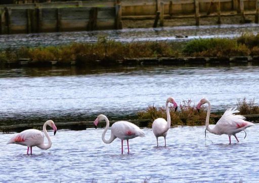 nin ptice naslovna 1