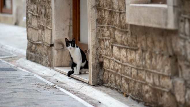 spica-FOTO-Linda-Vidovic-2-10-46