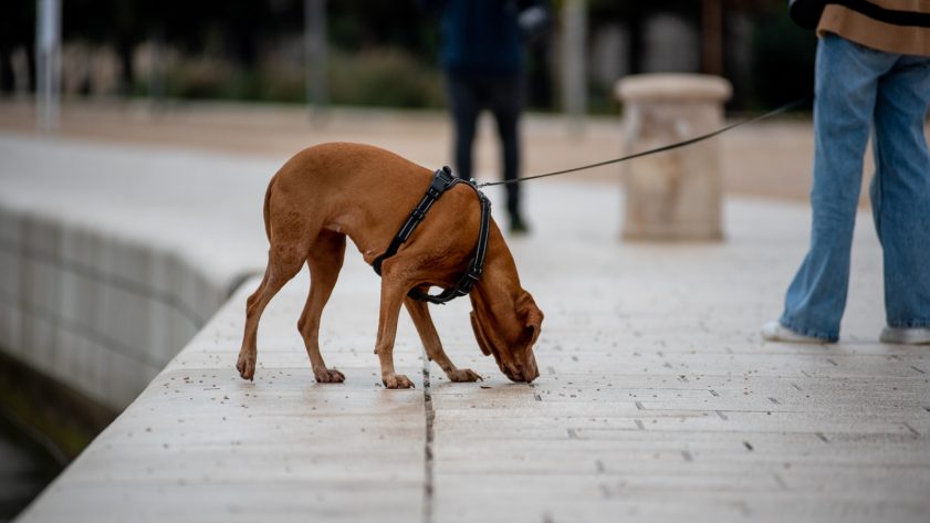 spica-FOTO-Linda-Vidovic-24-10-19