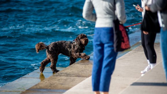 spica-FOTO-Linda-Vidovic-29-10-32