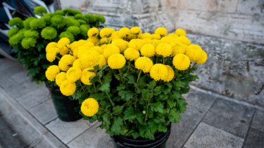 svi-sveti-FOTO-Linda-Vidovic-26-10-12