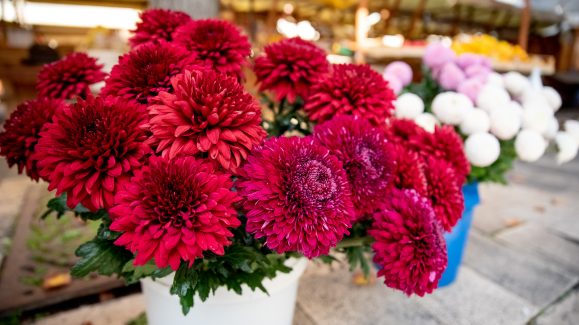 svi-sveti-FOTO-Linda-Vidovic-26-10-19