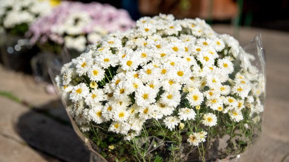 svi-sveti-FOTO-Linda-Vidovic-26-10-23