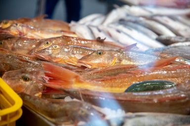 ribarnica-FOTO-Linda-Vidovic-29-11-14