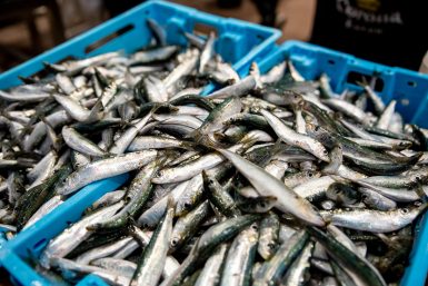 ribarnica-FOTO-Linda-Vidovic-29-11-20