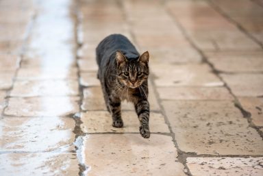 spica-FOTO-Linda-Vidovic-10-12-2024-15