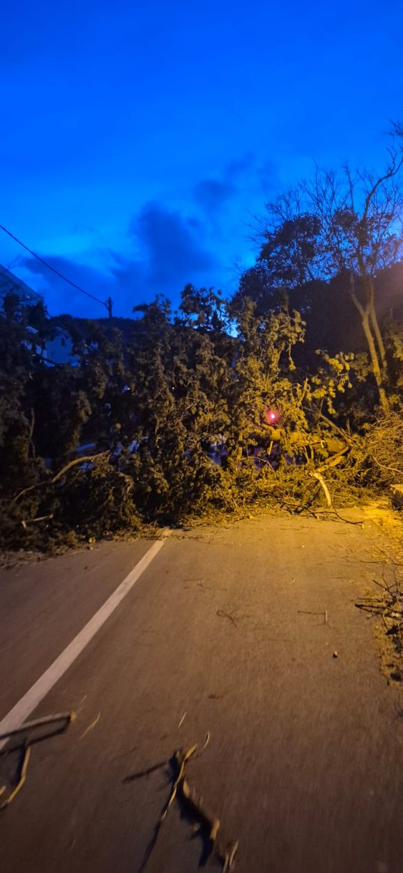 pijavica-antenazadar-03