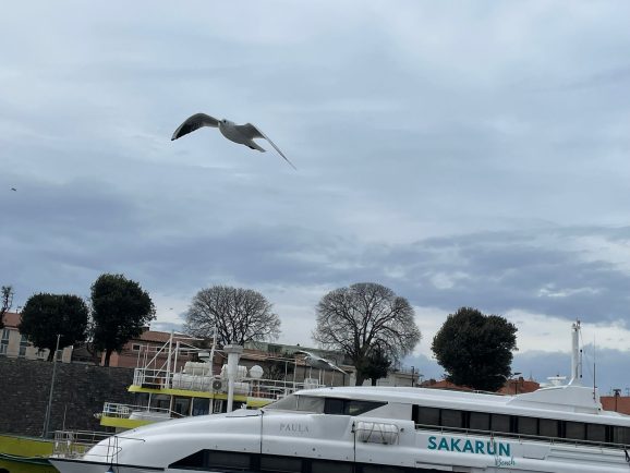 zadar-vjetar-galeb-hvidakovic-01