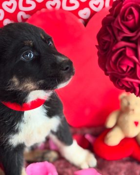 14CC557A-E71C-43BC-88D5-9AC82F9AB1A2