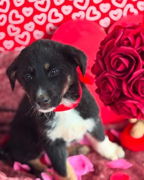 F07D0FCE-EC66-4D42-8ACF-E1FFC6125687