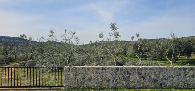 Rekonstrukcija uzgojnog oblika u masliniku Kresimira Urode