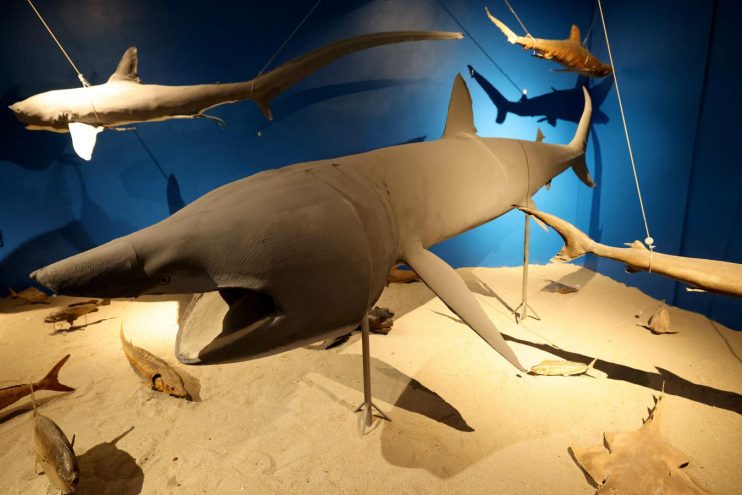 narodni muzej zadar izložba podmorje 3