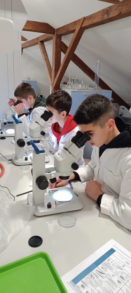 učenici edukacija matematika 4