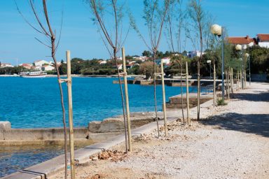 1 Sadnja stabala Petrčane 28.5.2025, Foto Bojan Bogdanić