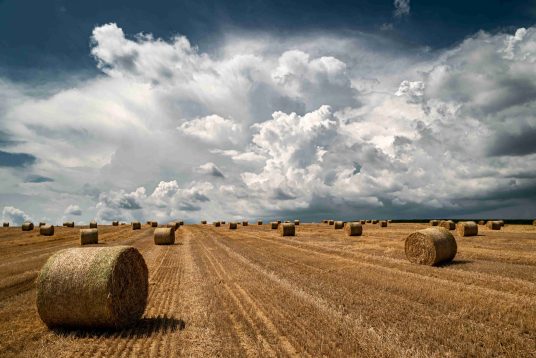 žito polje slavonjija