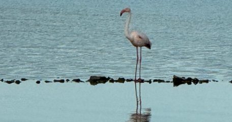 plamenac vransko jezero snimila melani marketin 2 nasl